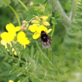 Our new fragrance with Beefayre!