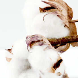 Fabric feature: Cotton