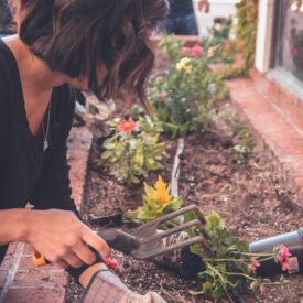 Transition your garden from Summer to Autumn