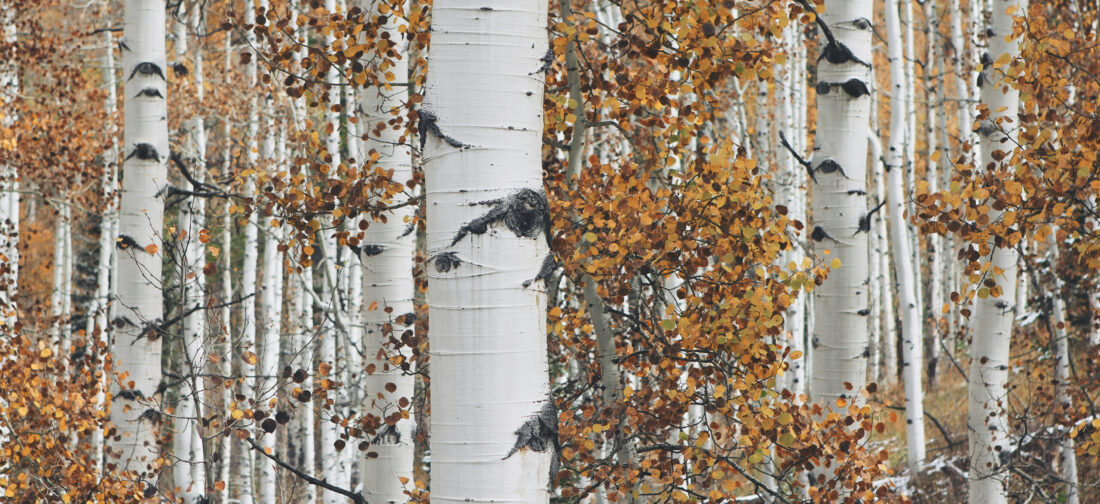 Discover our NEW Autumn Collection