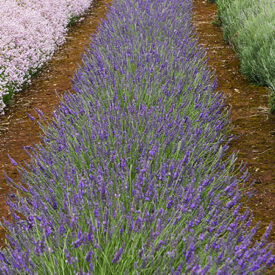 Behind the Scenes: Cotswold Lavender