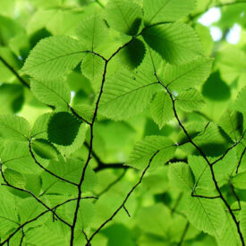 Greenery: The Colour of 2017