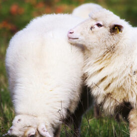 The Heritage Behind Our Brand