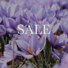 Winter Final Clearance | Up to 60% Off