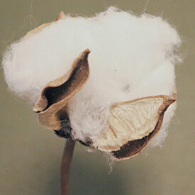 Fabric Feature - The Amazing Qualities of Cotton