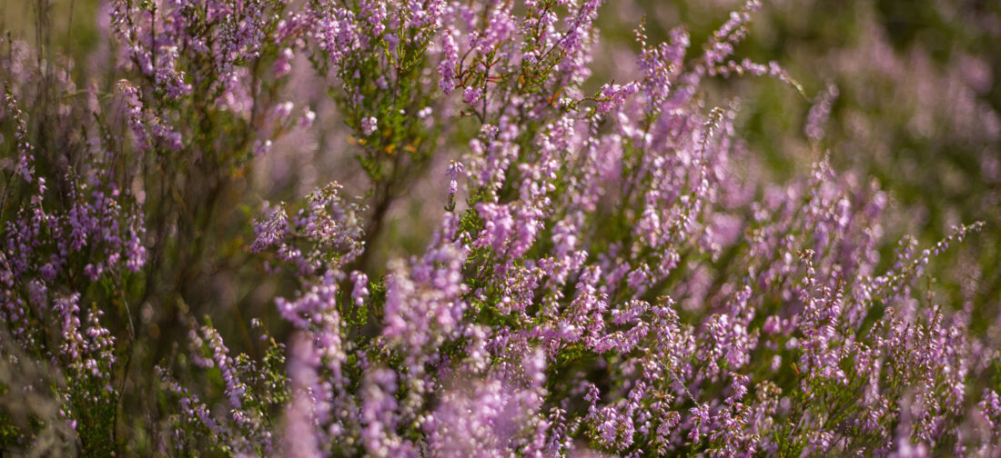 Look Forward To New Season 2023 With Our New Collection