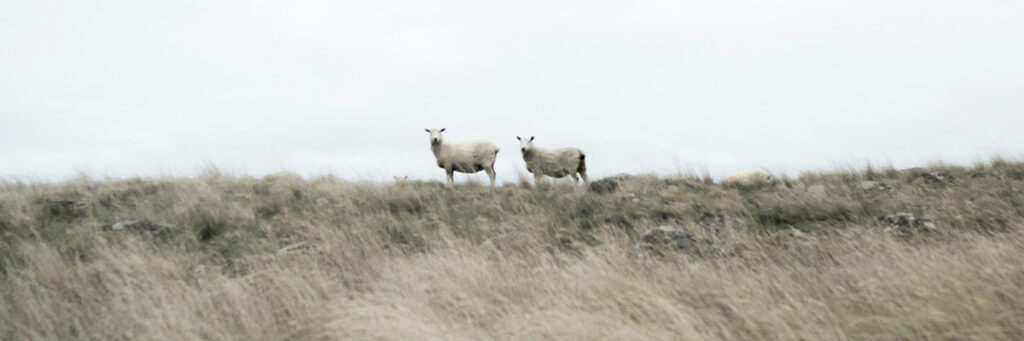 sheep on a Scottish hill where British wool is sourced