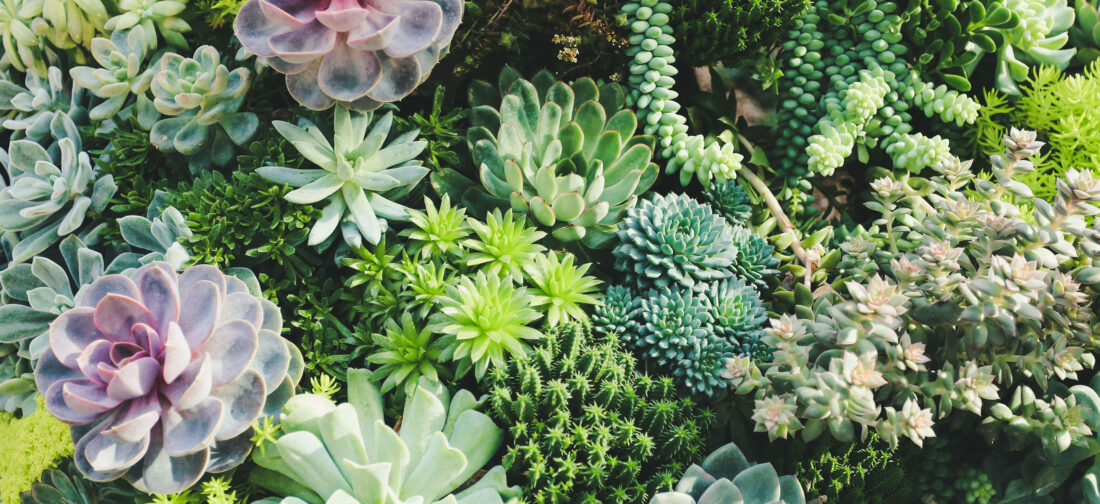 Chelsea Flower Show 2025