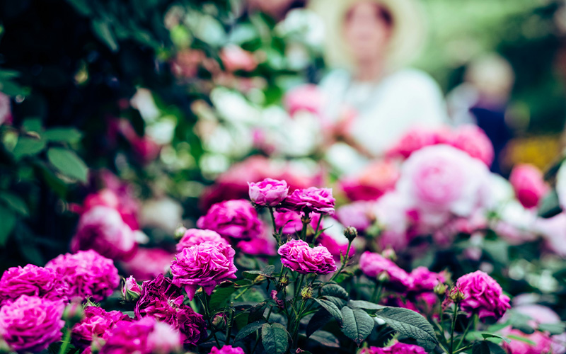 Chelsea Flower Show Flowers