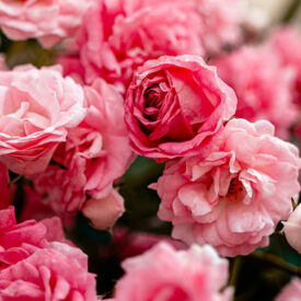 Chelsea Flower Show 2025