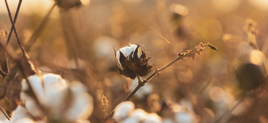 Cotton: From Fields To Fashion