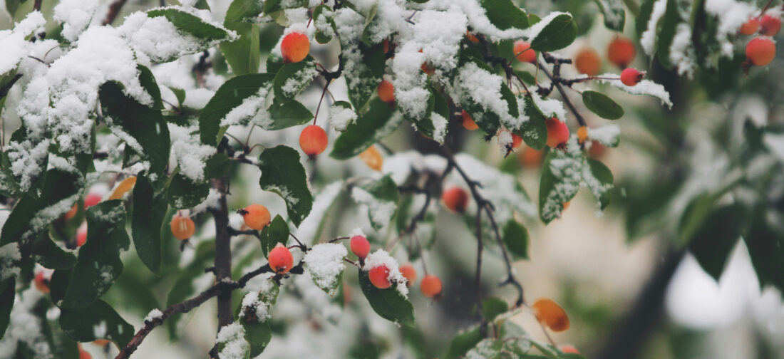 Christmas 2024 Coats & Jackets