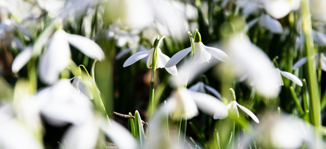 Discover the Delightful Snowdrops of Gloucestershire