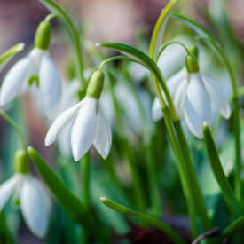 Discover the Delightful Snowdrops of Gloucestershire