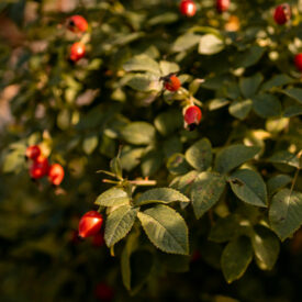 Smart Shifts: Your Go-To Transitional Outfits