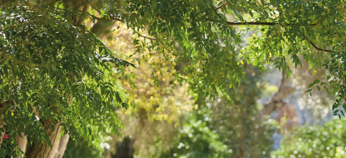 Discover our NEW Spring Collection